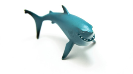 Акула Акула