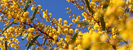 Акация густоцветковая Акация густоцветковая