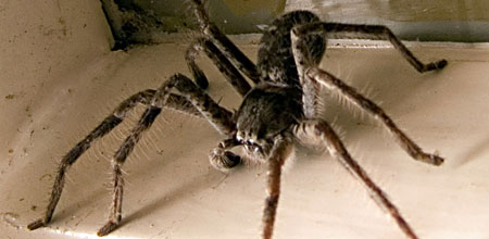 Австралийская гетеропода