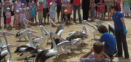 Кормление пеликанов в Сан-Ремо