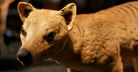 Сумчатый волк