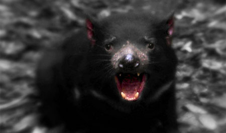 Тасманийский дьявол