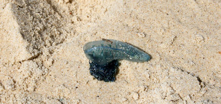 Португальский кораблик