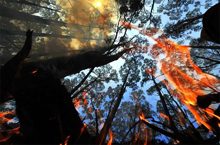 Пожары в Виктории