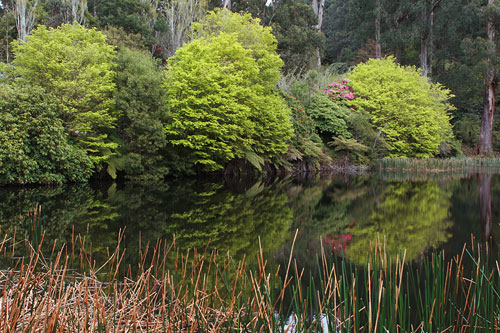 Национальный рододендроновый сад