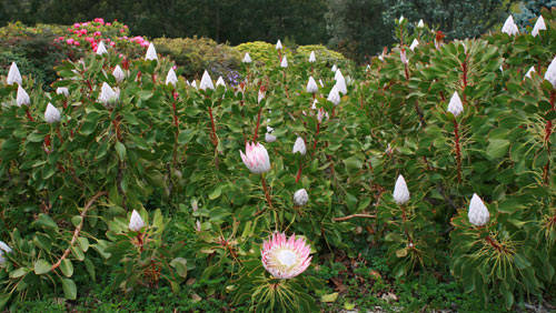 Национальный рододендроновый сад