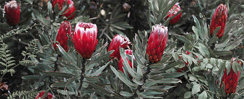 Протея Розовый лед