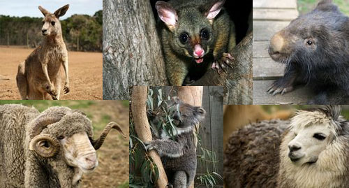 Животные Австралии