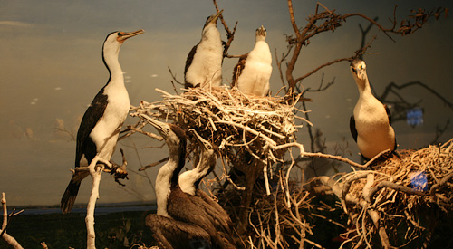 Коллекция чучел австралийский птиц