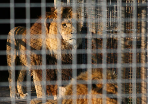 Африканские львы