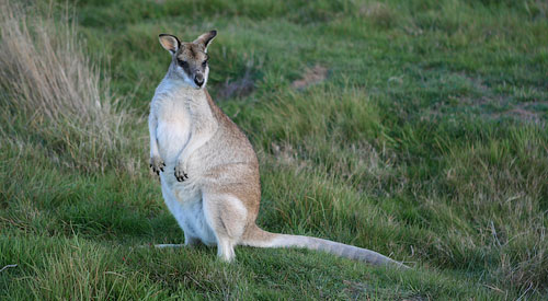 Валлаби