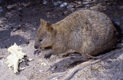 Квокка - короткохвостое кенгуру