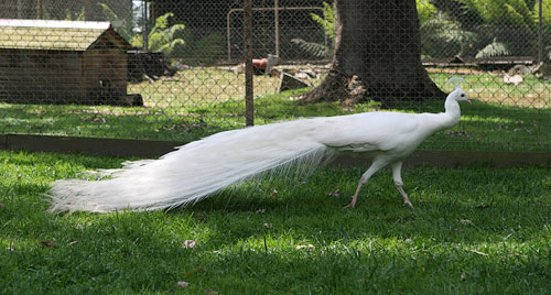 Павлин-альбинос