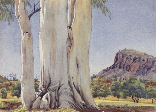 The Ancient Ghost Gum of Temple Bar