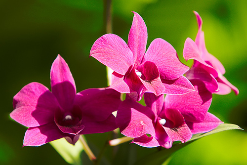 Дендробиум фаленопсис