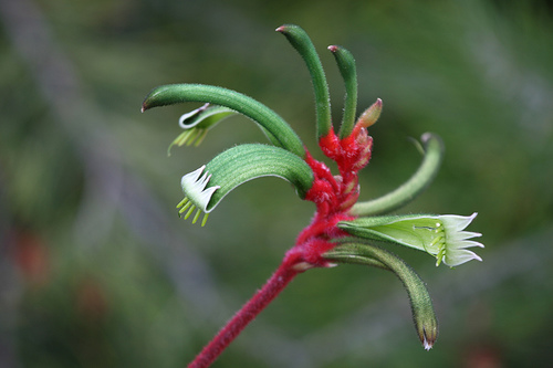 Анигозантос манглеза