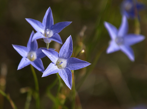 Королевский колокольчик