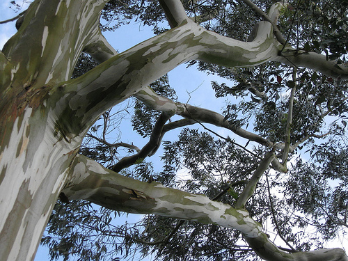Эвкалипт шаровидный