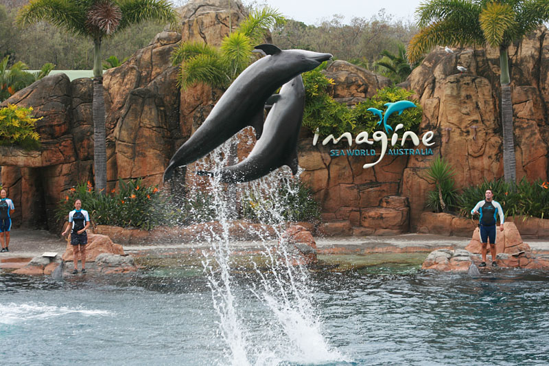 Полет дельфинов