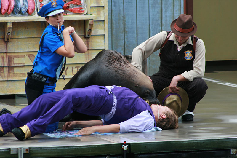 Шоу тюленей