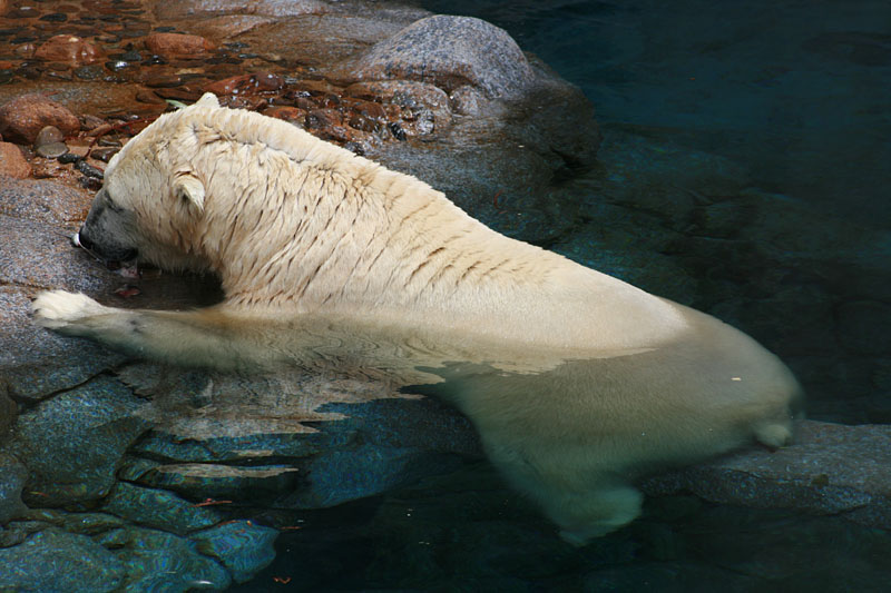 Обед белого медведя